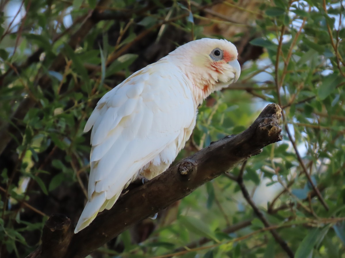 Hybride Cacatoès corella x C. nasique - ML638626405