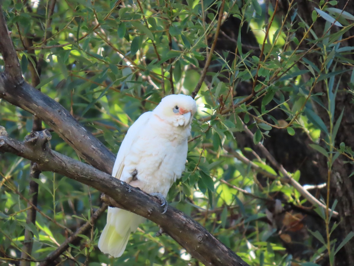 Cacatoès corella - ML638626411