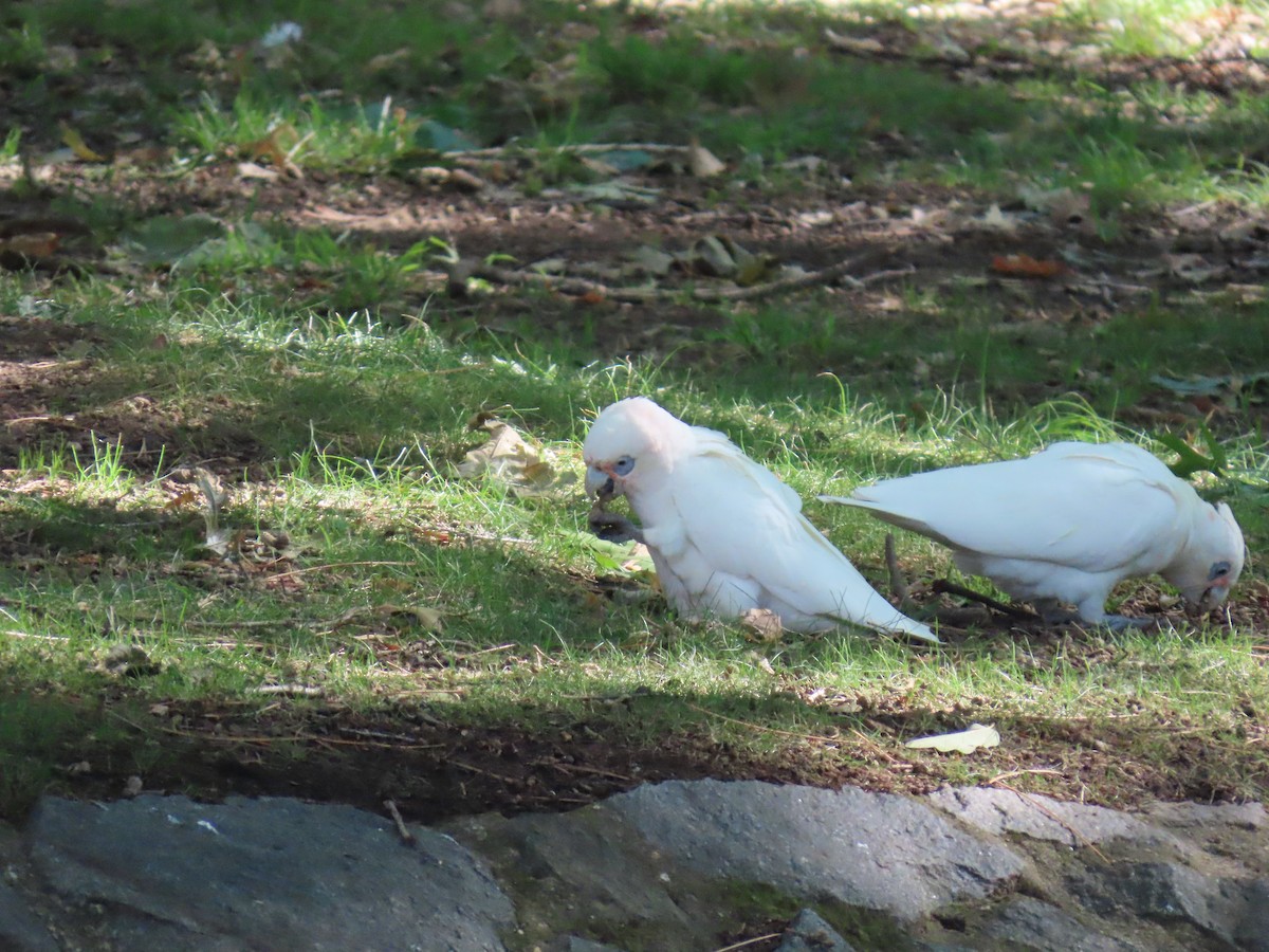 Cacatoès corella - ML638626412