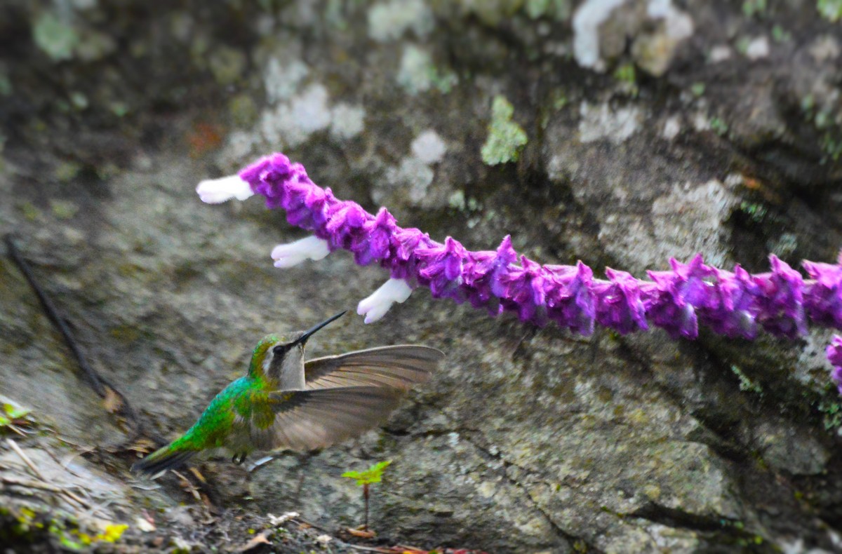 Narrow-tailed Emerald - ML638626441