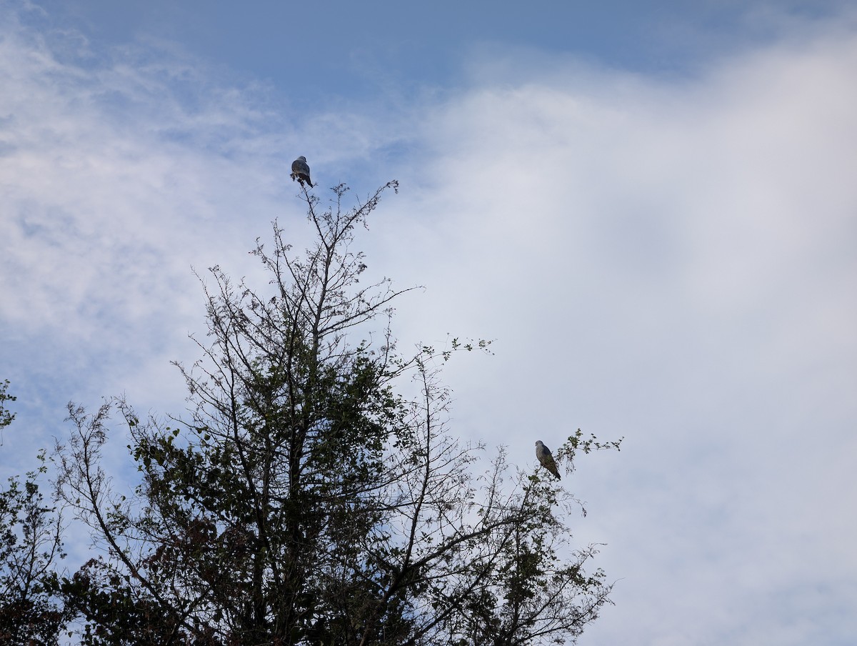 Mississippi Kite - ML638626465