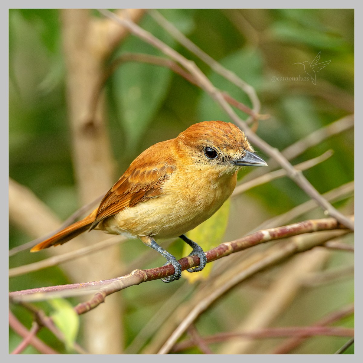 Cinnamon Becard - ML638626467