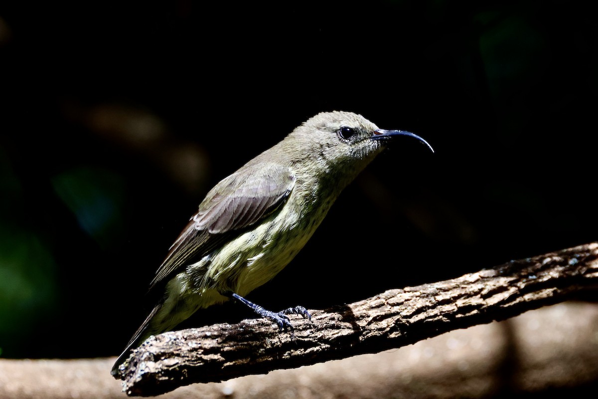 Suimanga Variable - ML638626474