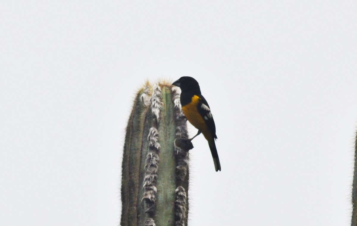 Black-backed Grosbeak - ML638626493