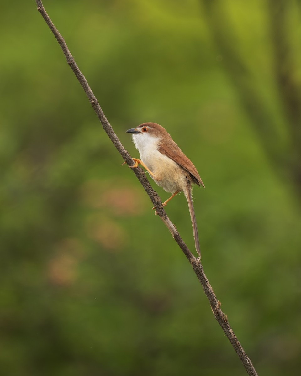 Yellow-eyed Babbler - ML638626508