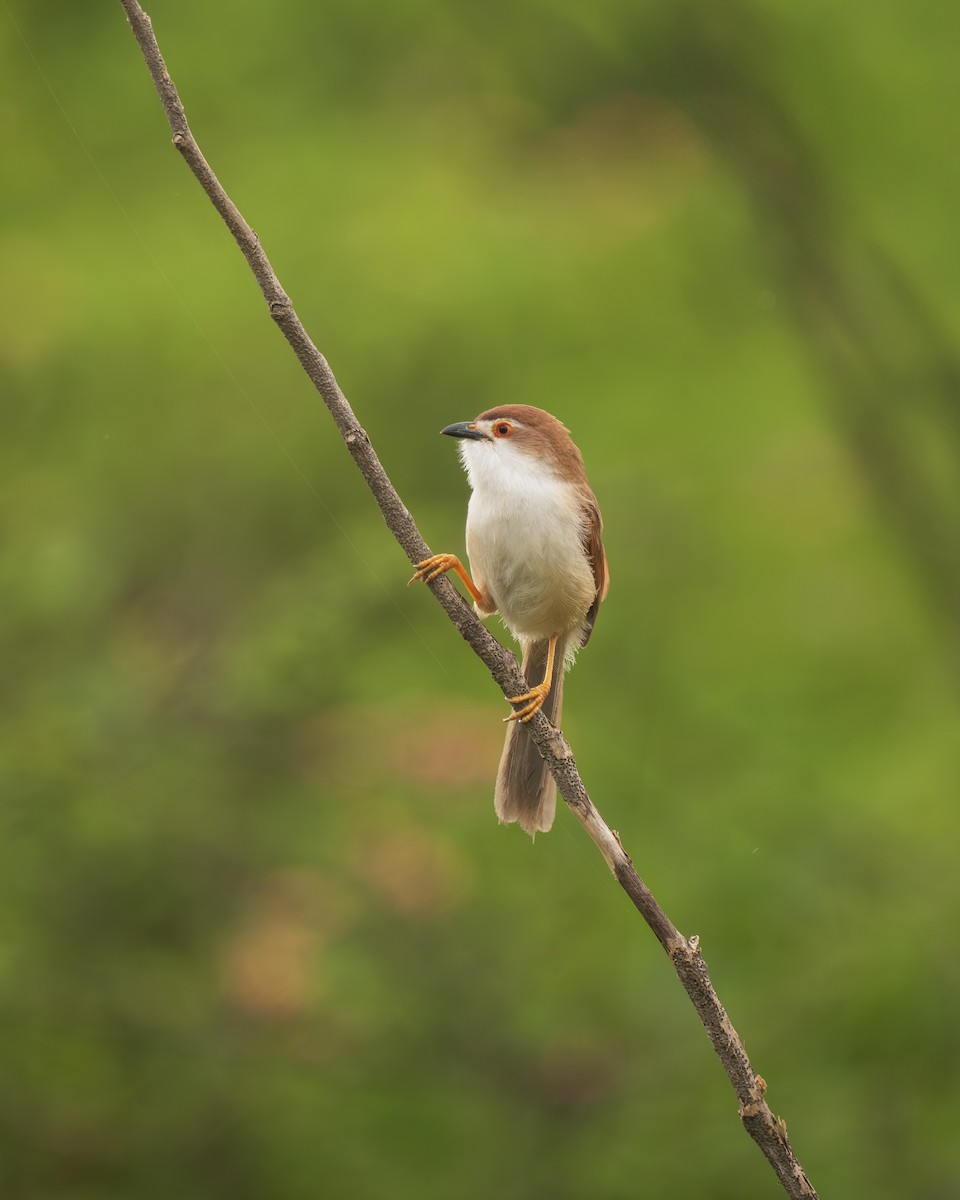 Yellow-eyed Babbler - ML638626509
