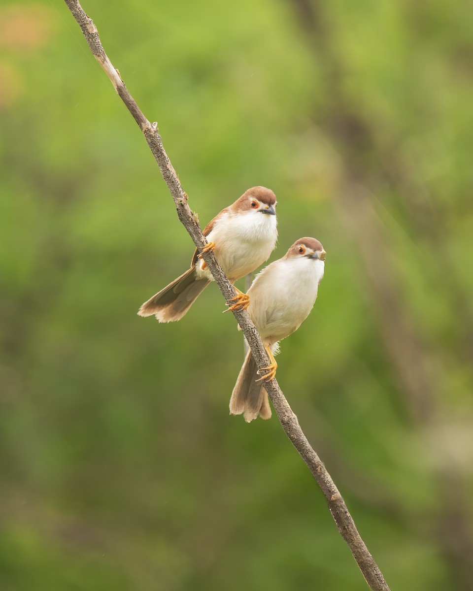 Yellow-eyed Babbler - ML638626510