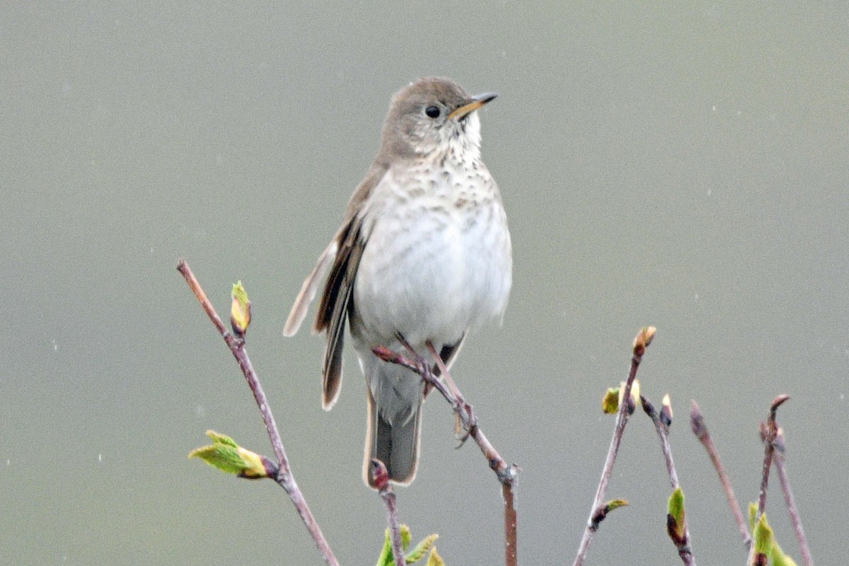 Grauwangen-Musendrossel - ML638626517
