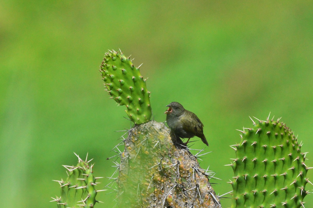 Black-faced Grassquit - ML638626523