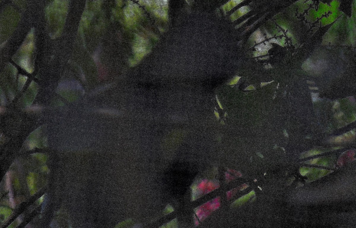 Golden-winged Cacique - ML638626527