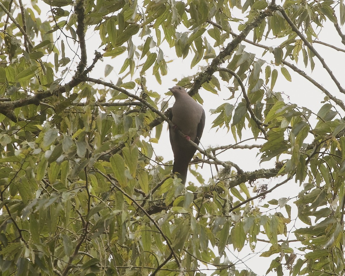 Dark-backed Imperial-Pigeon (Pink-headed) - ML638626528