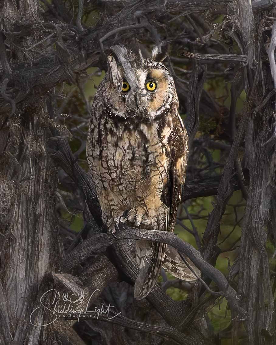 Long-eared Owl - ML638626532