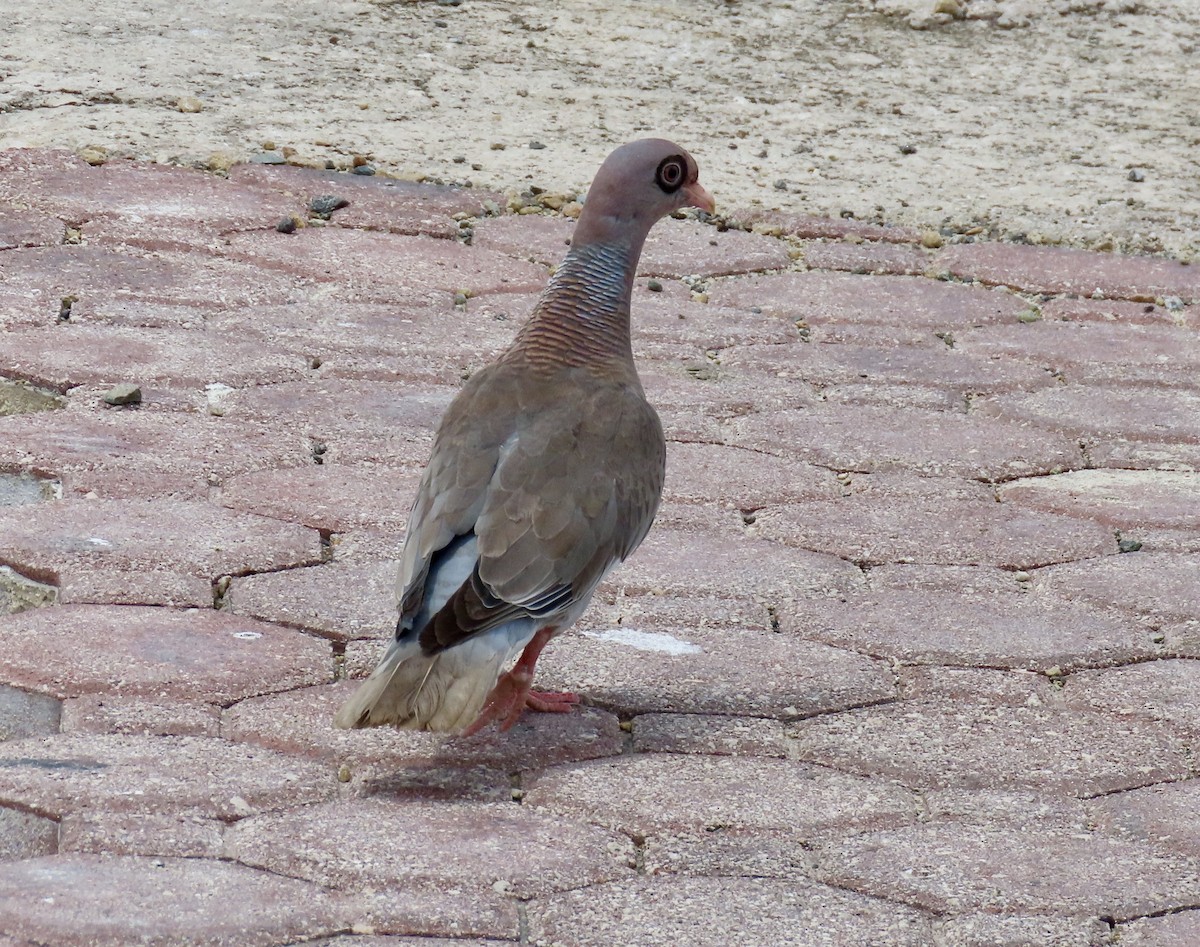 Bare-eyed Pigeon - ML638626547
