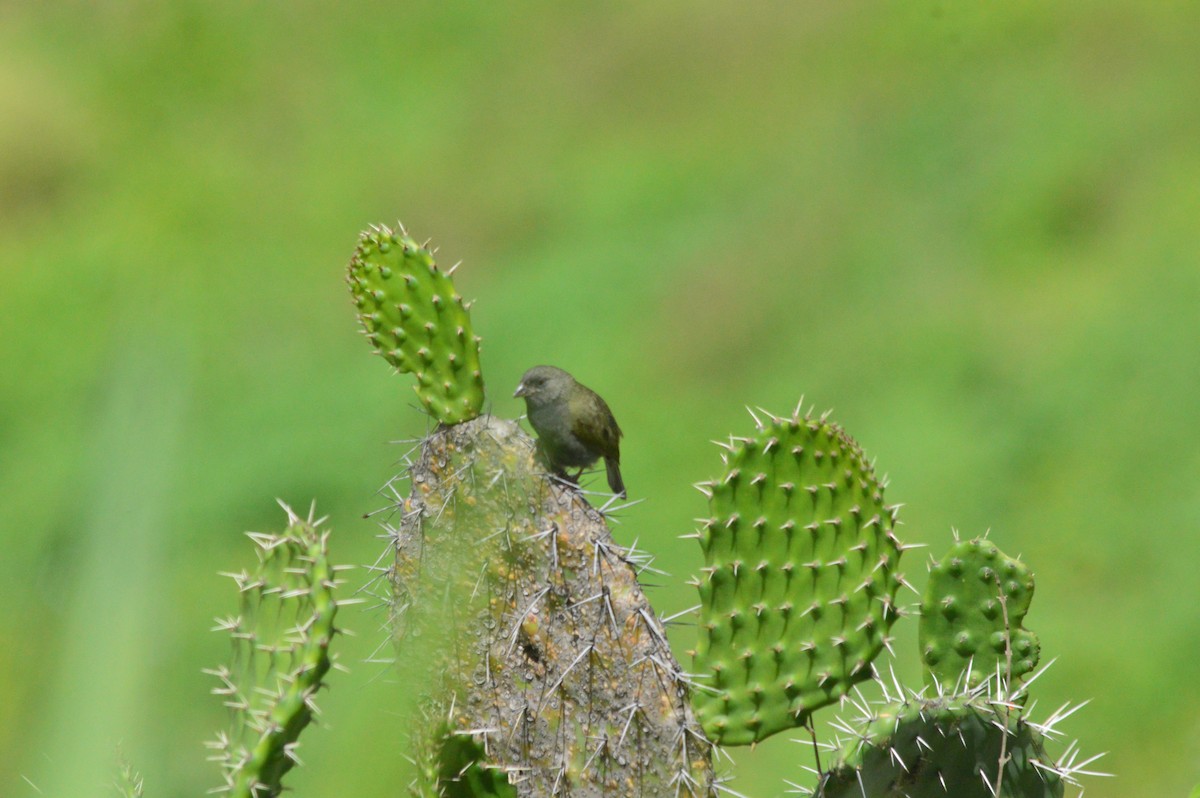Black-faced Grassquit - ML638626551