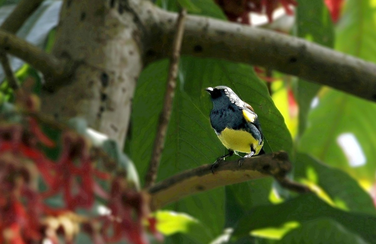 Turquoise Tanager - ML638626575