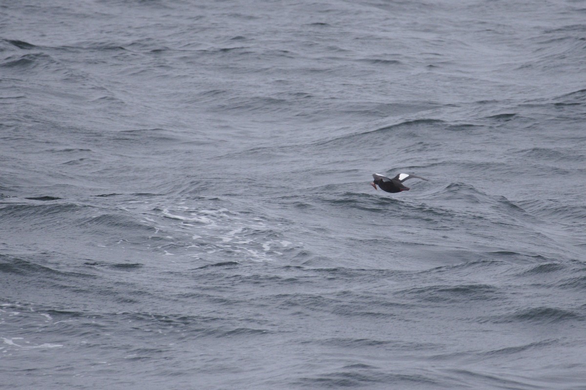 Black Guillemot - ML638626587