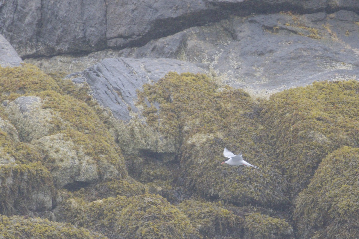 Common Tern - ML638626591