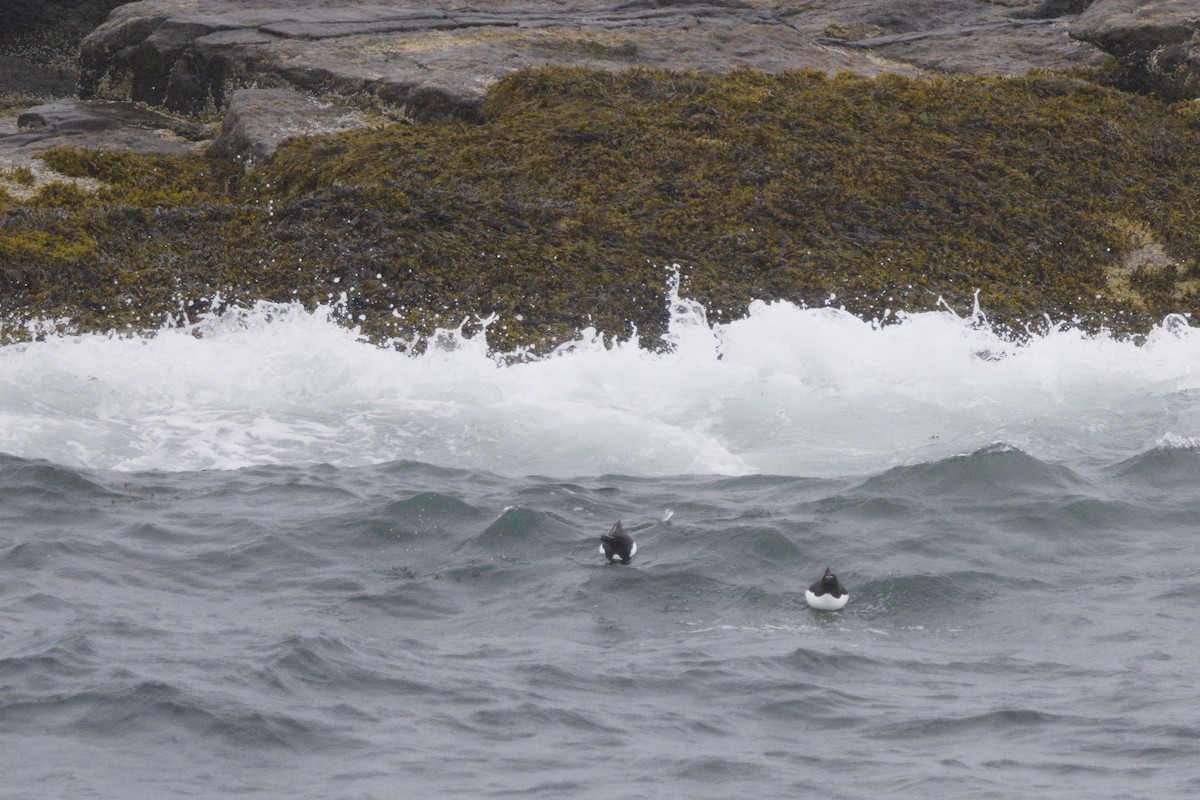 Razorbill - ML638626598