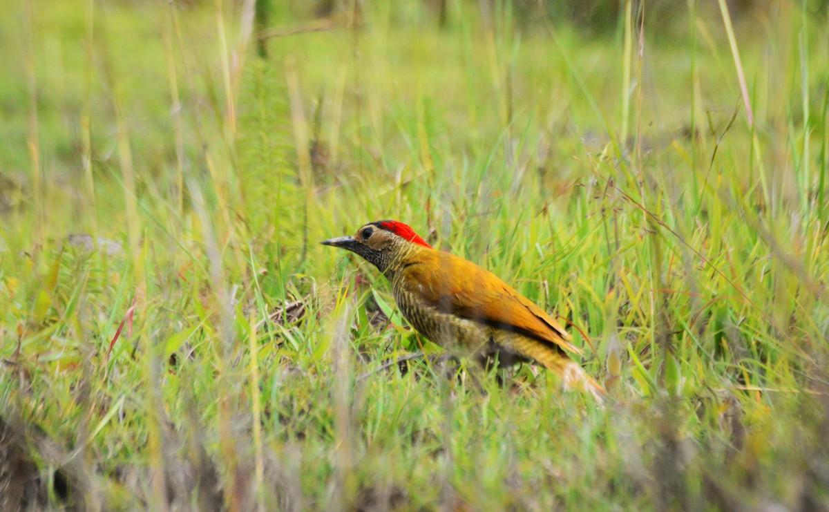 Golden-olive Woodpecker - ML638626601