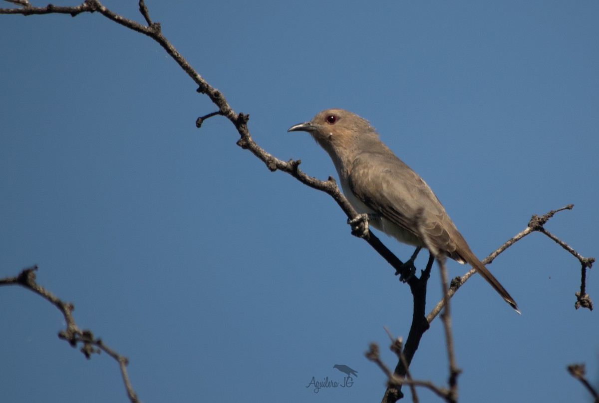 Ash-colored Cuckoo - ML638626607
