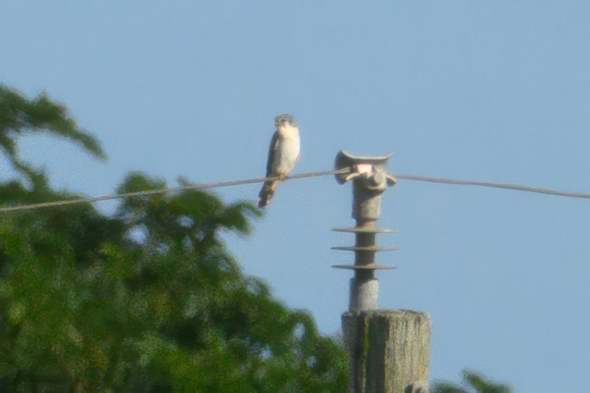 American Kestrel - ML638626639