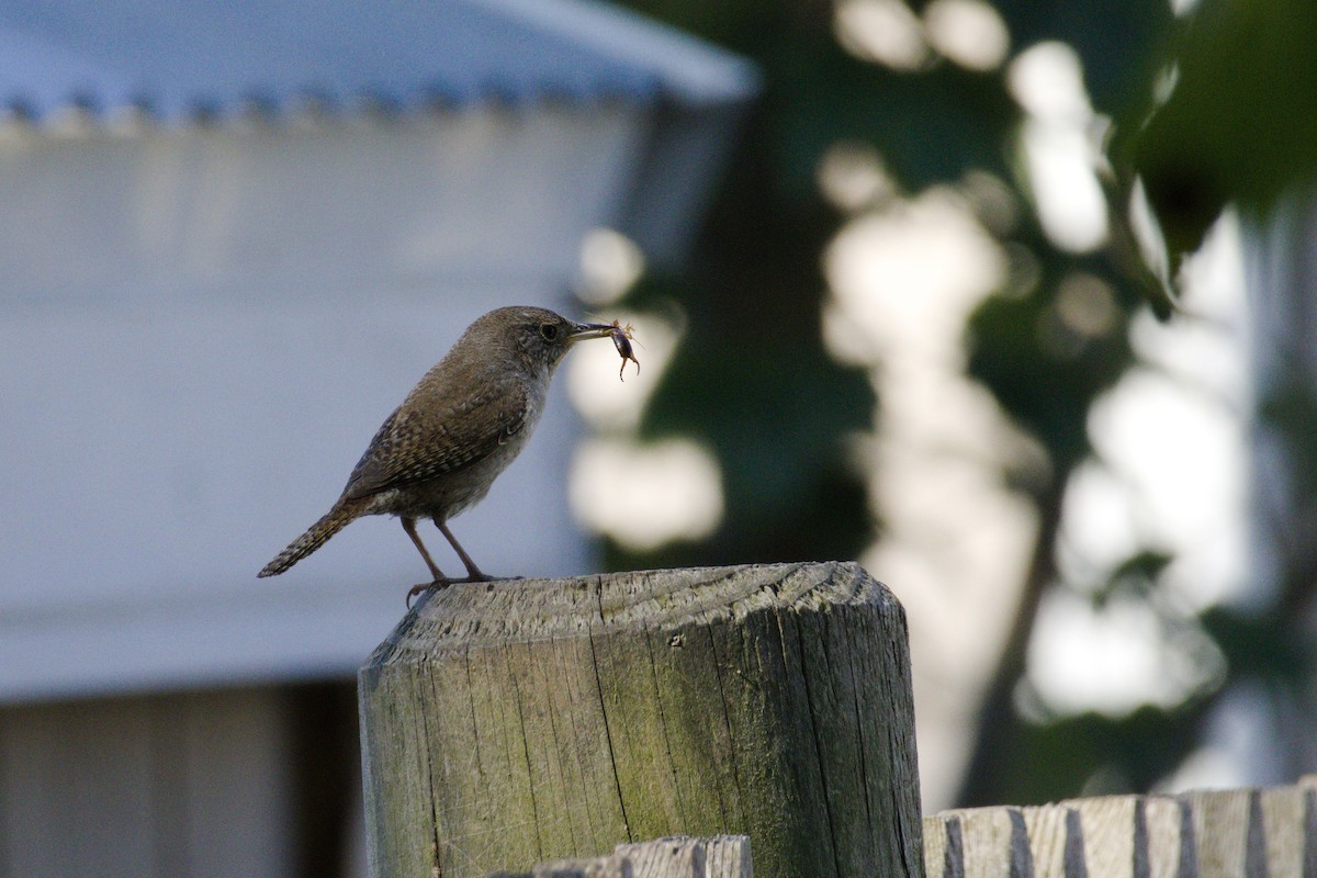 Northern House Wren - ML638626691