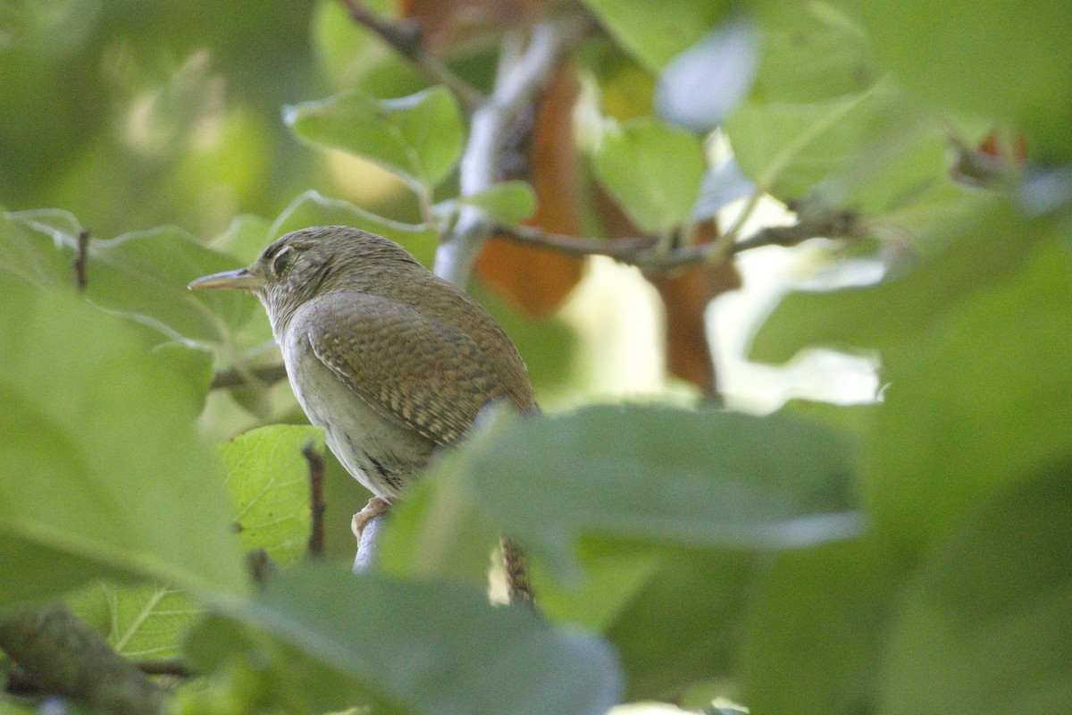 Northern House Wren - ML638626692