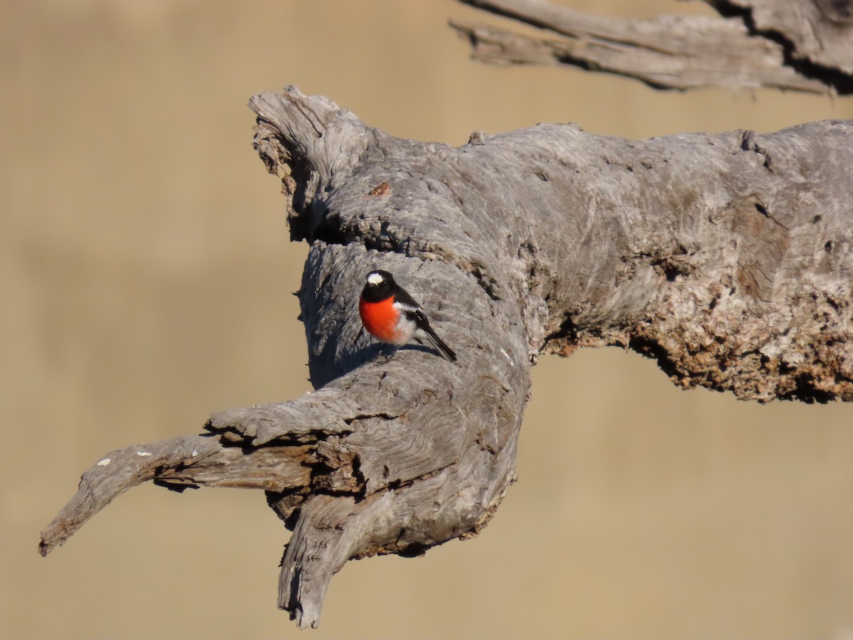 Scarlet Robin - ML638626710