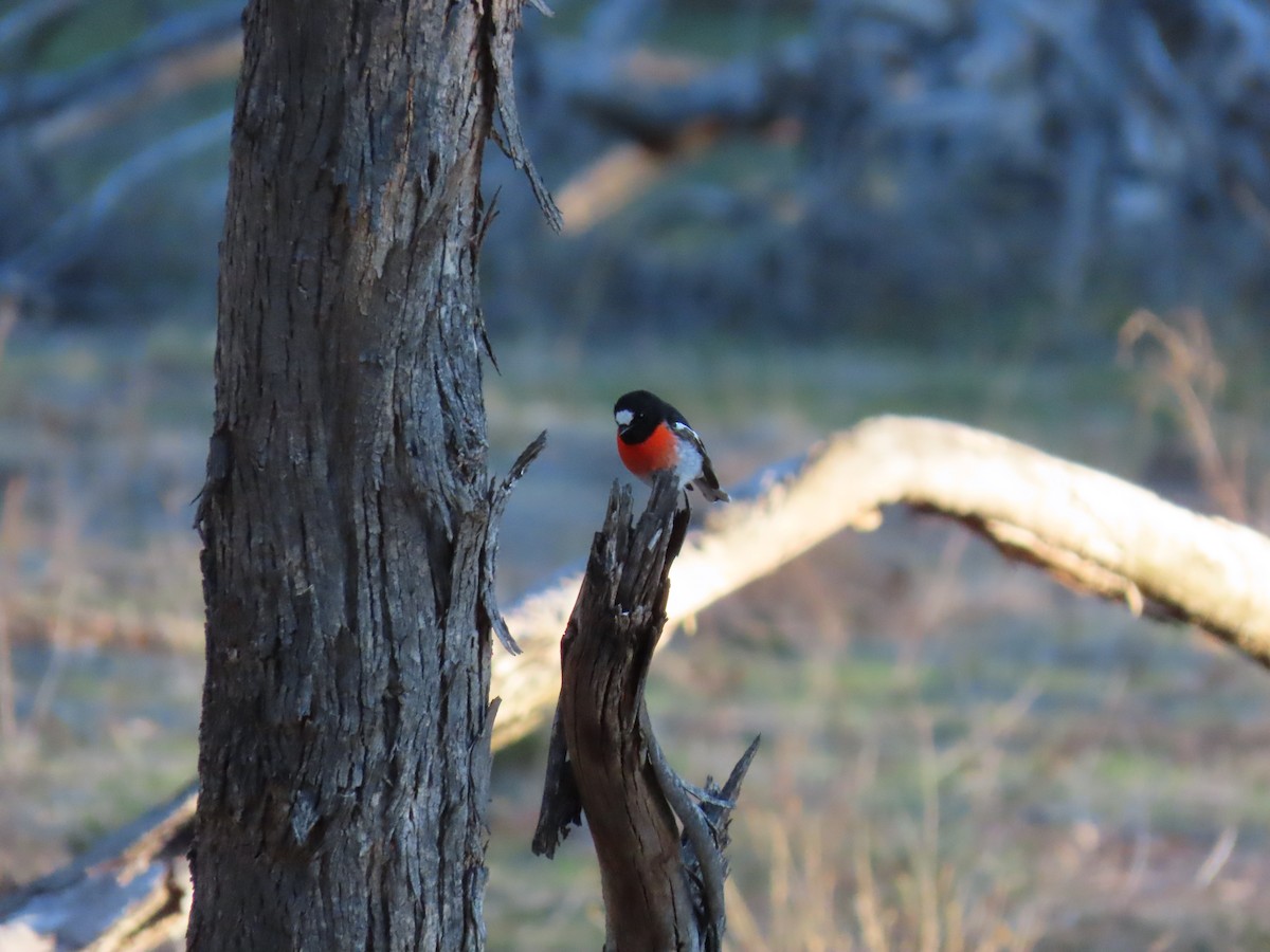 Scarlet Robin - ML638626711