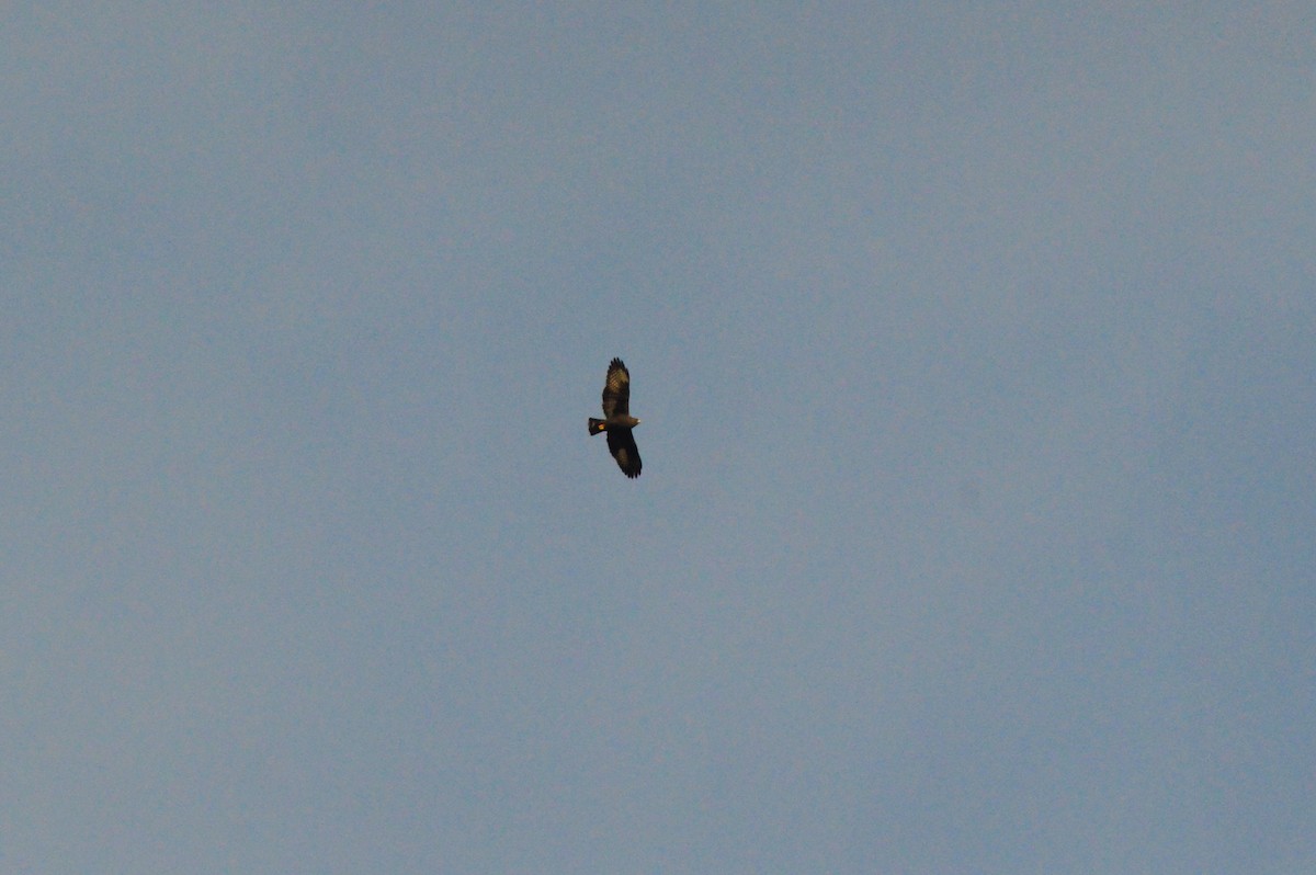 Short-tailed Hawk - ML638626722