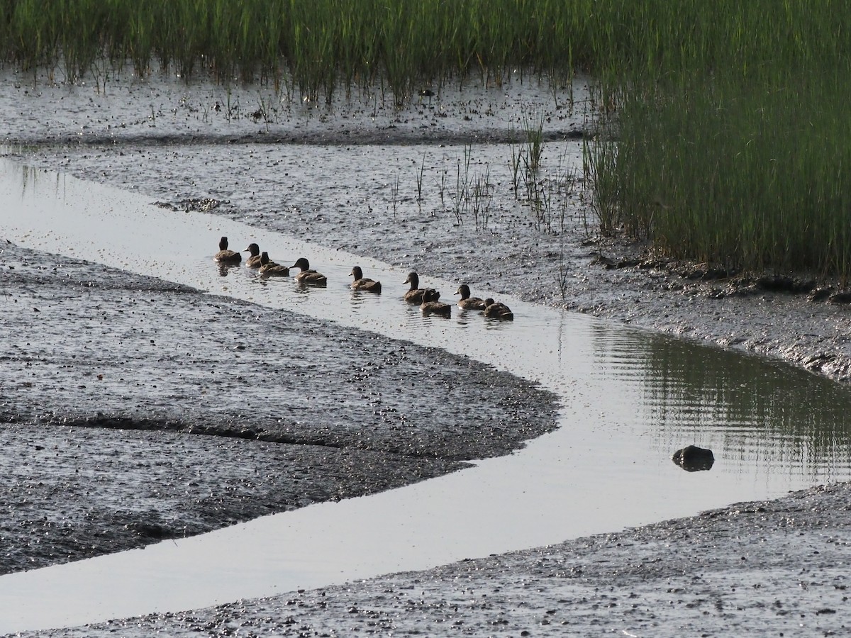 Mallard/American Black Duck - ML638626725