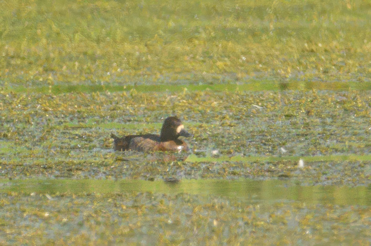 Lesser Scaup - ML638626730