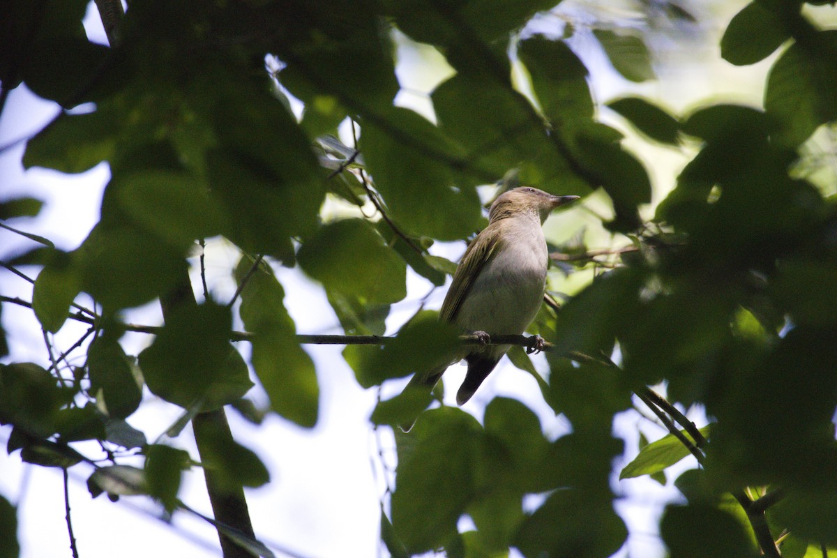 Red-eyed Vireo - ML638626732