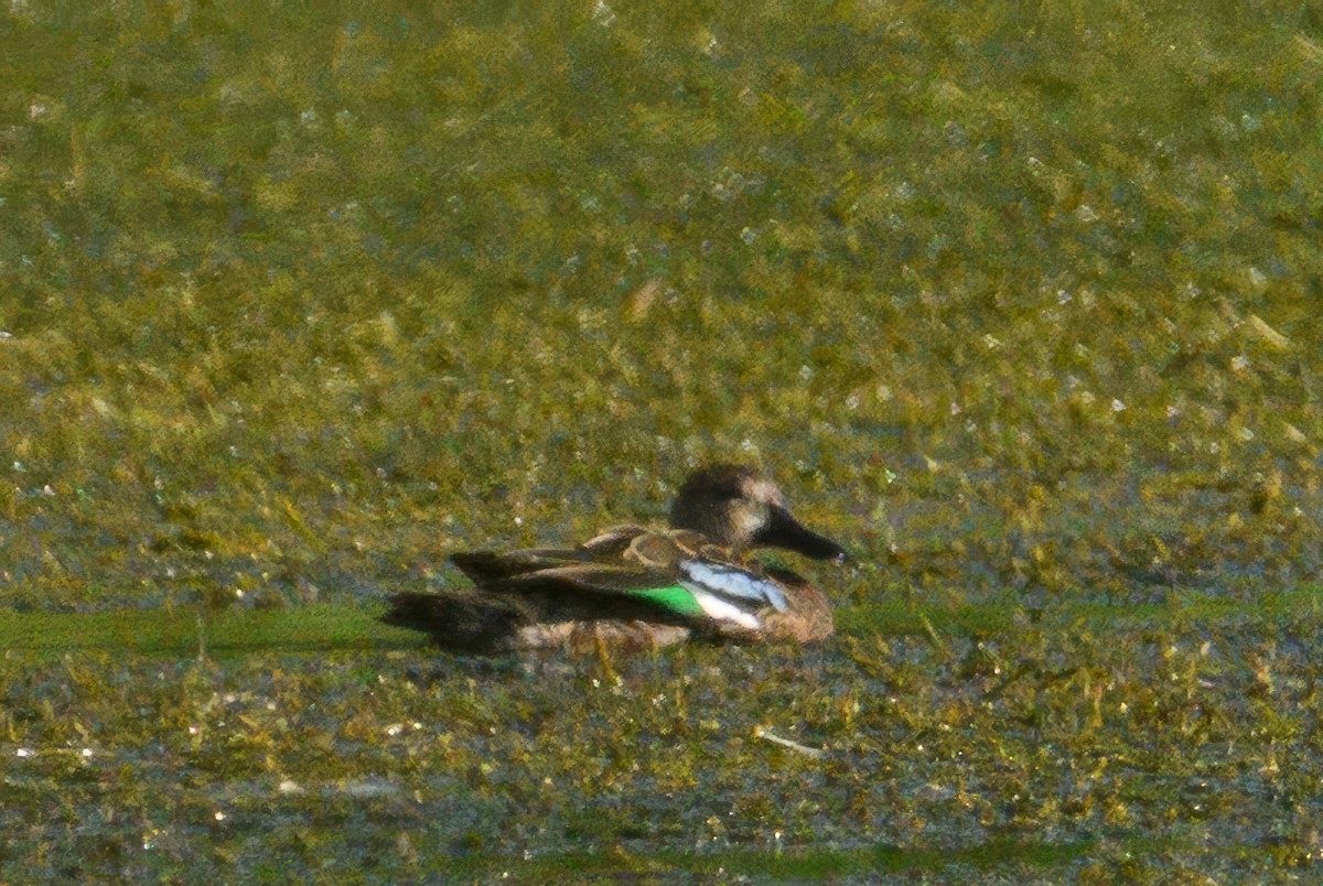 Blue-winged Teal - ML638626736