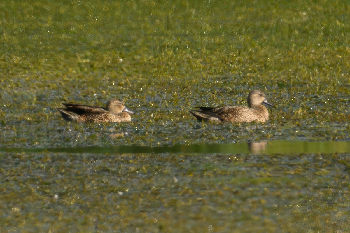Blue-winged Teal - ML638626738
