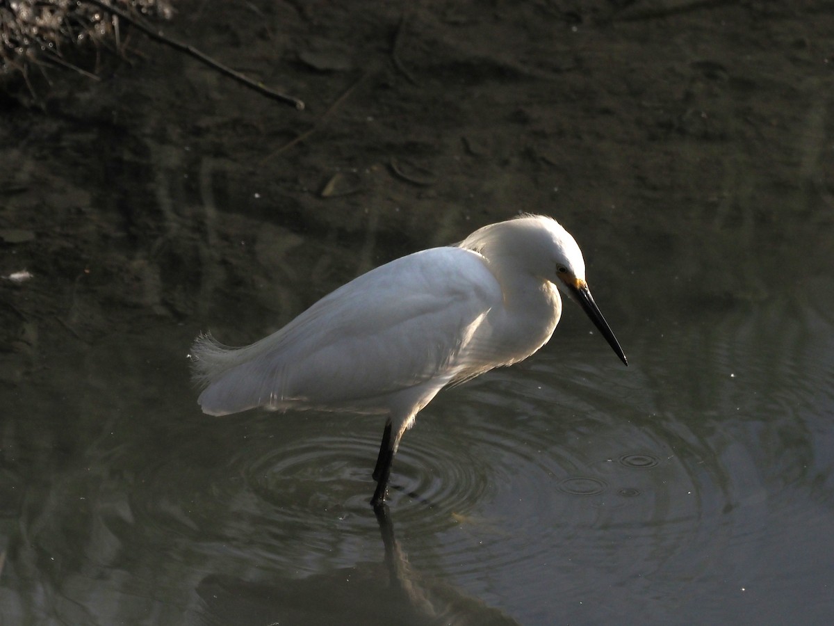 Snowy Egret - ML638626742