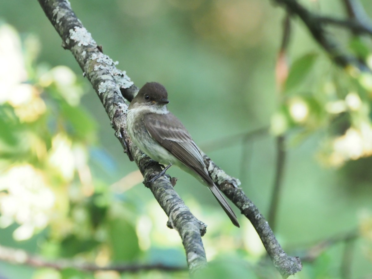 Eastern Phoebe - ML638626748