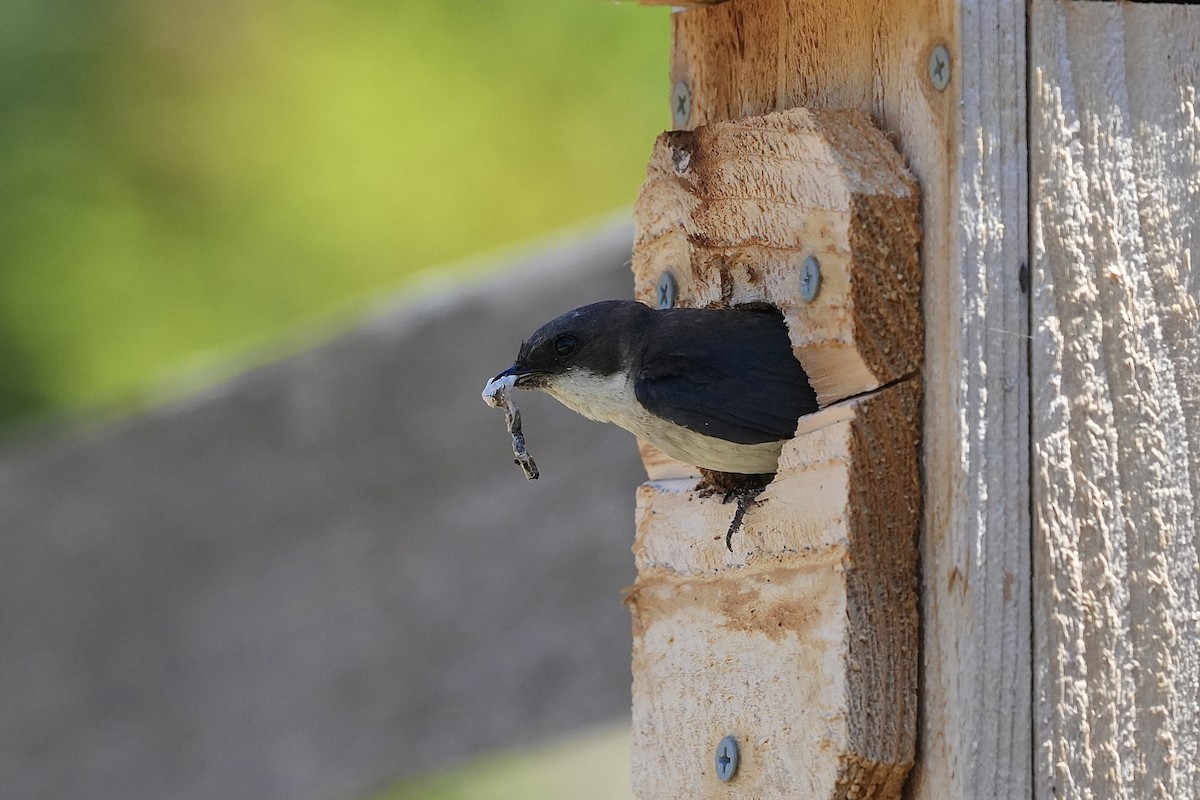 Tree Swallow - ML638626750