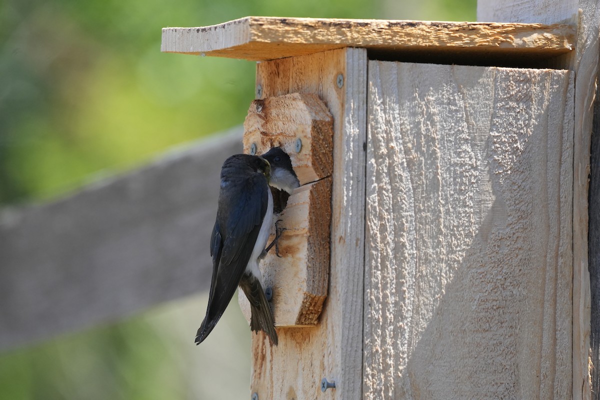 Tree Swallow - ML638626751