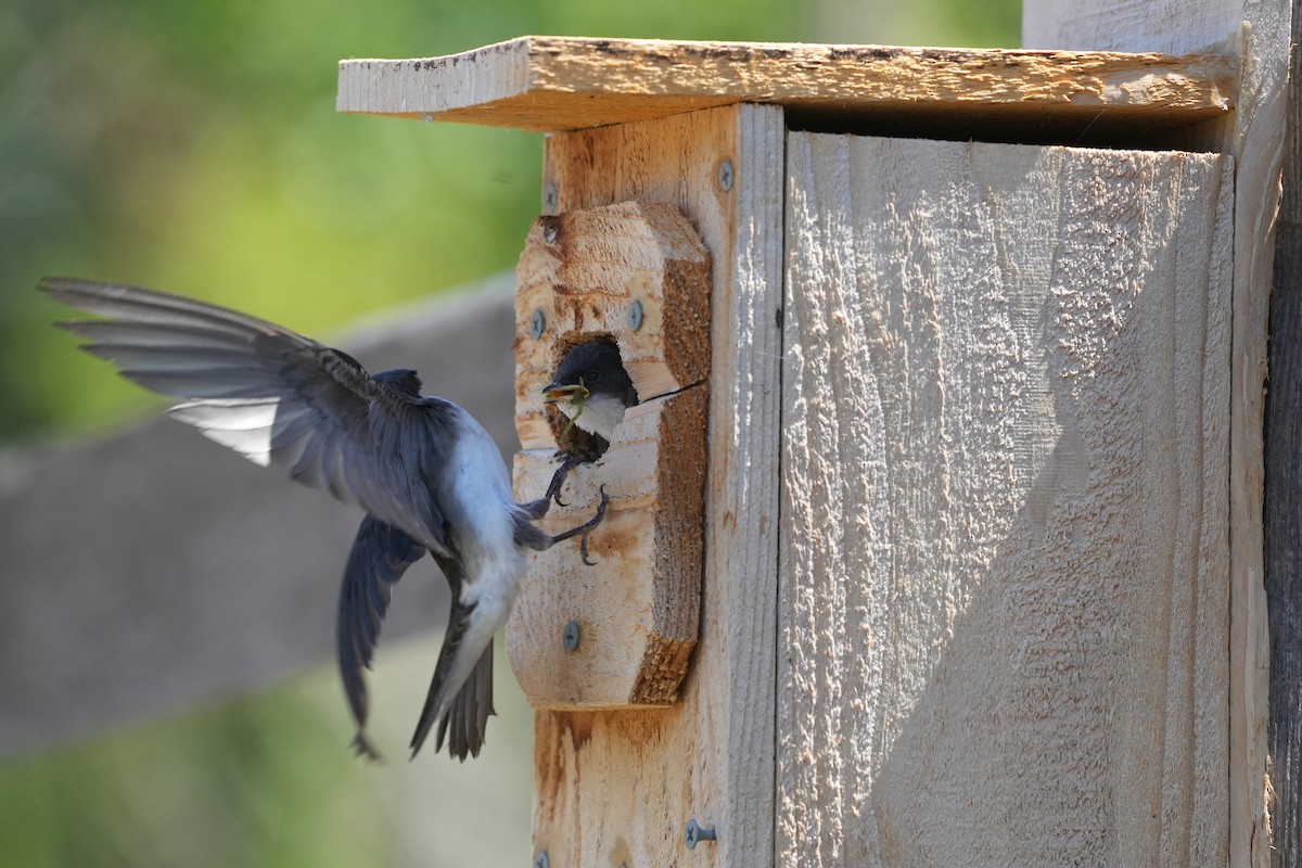 Tree Swallow - ML638626752