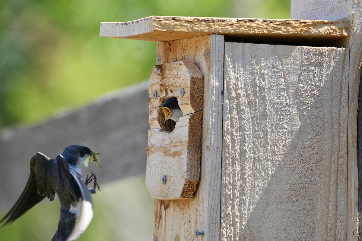 Tree Swallow - ML638626753