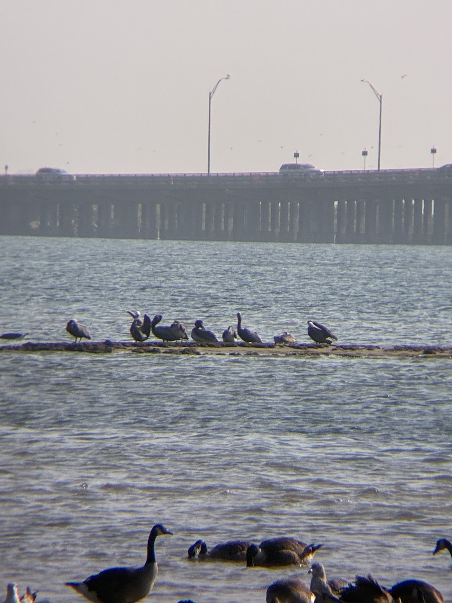 Brown Pelican - ML638626756