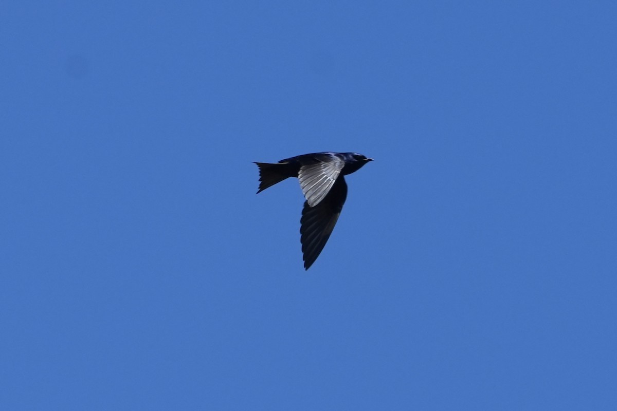 Purple Martin - ML638626757
