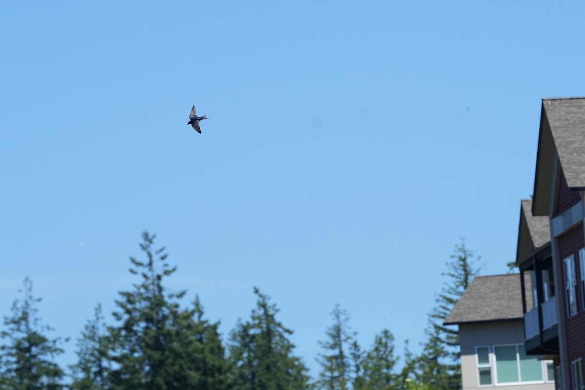Purple Martin - ML638626758
