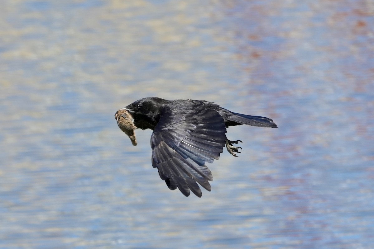 American Crow - ML638626768