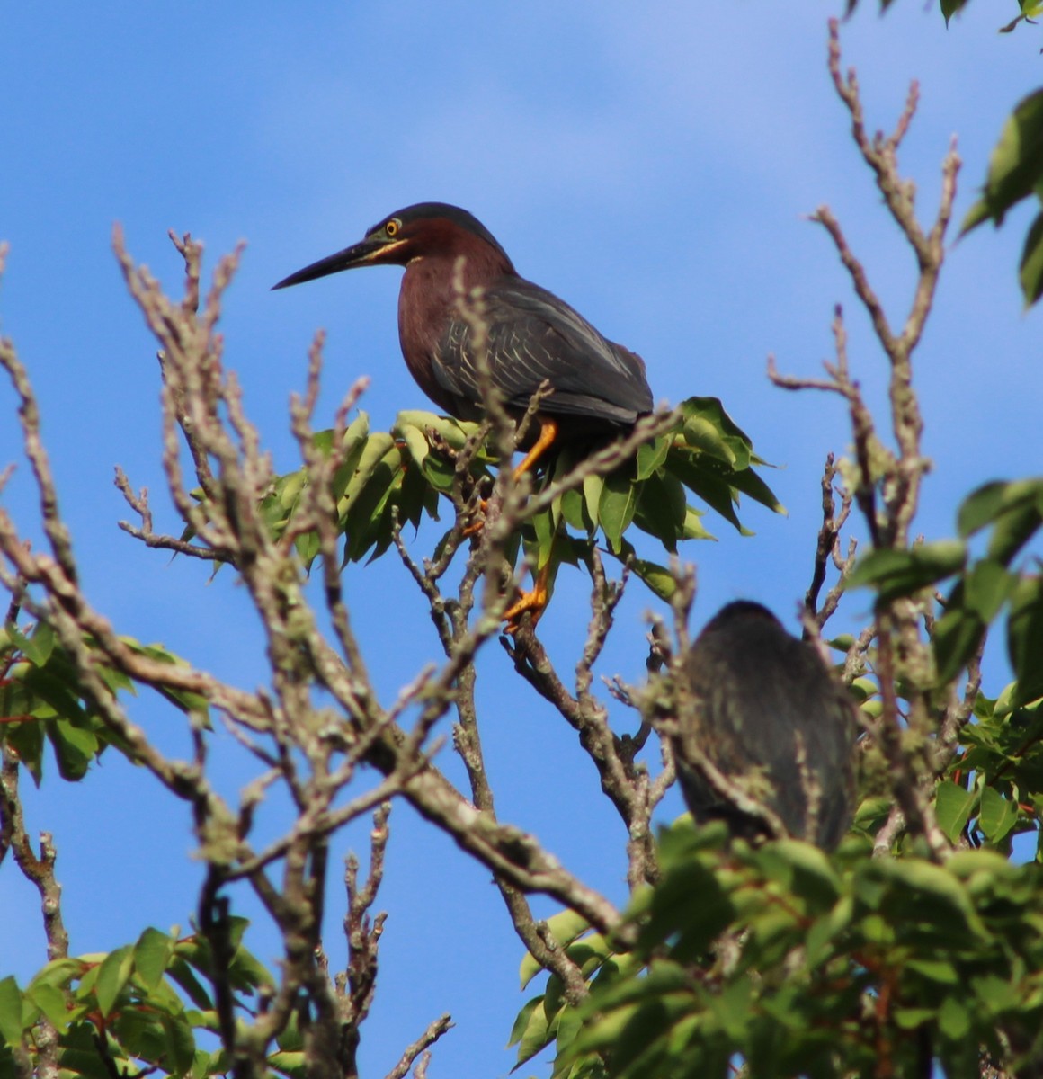 Green Heron - ML638626774