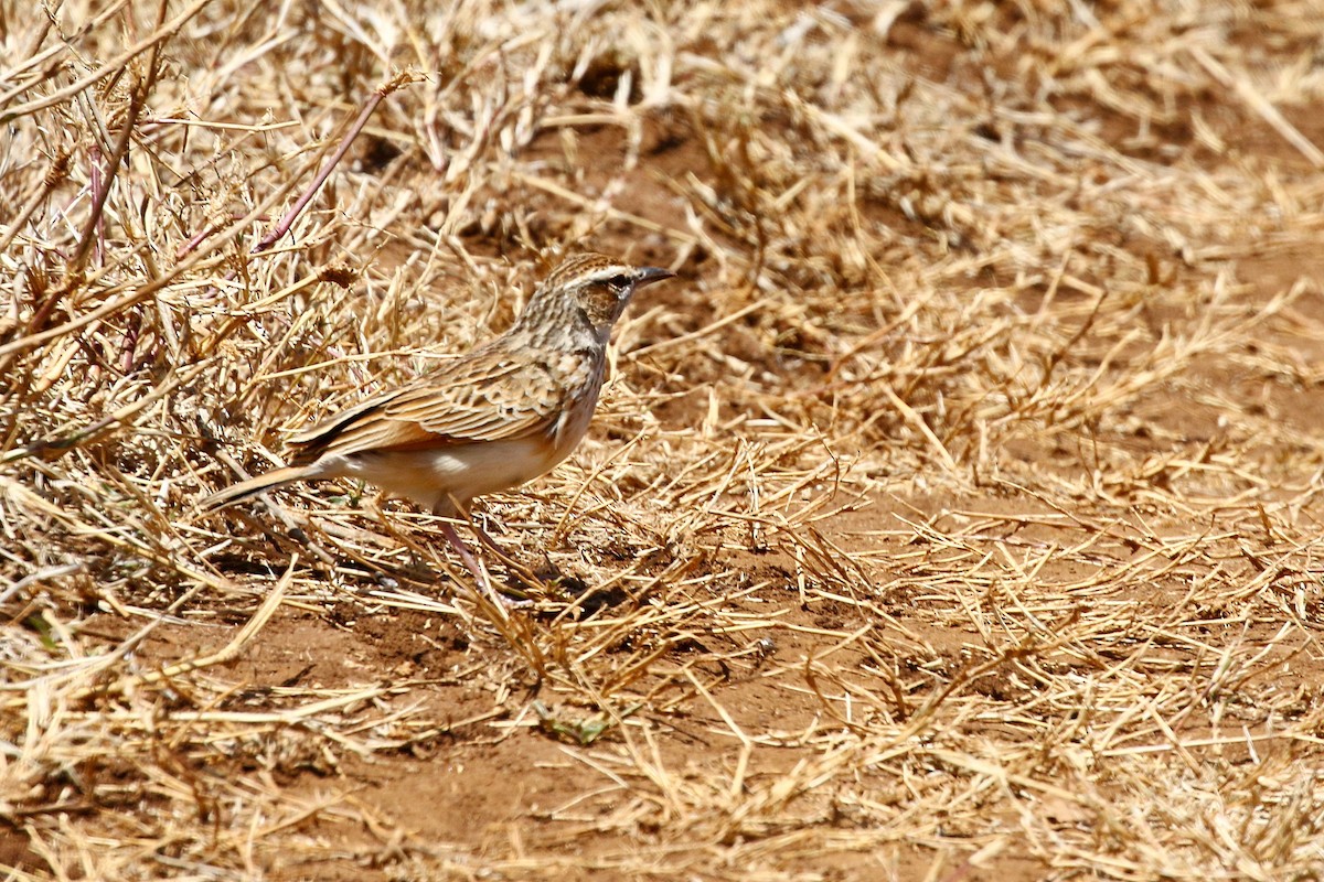 Fawn-colored Lark - ML638626796