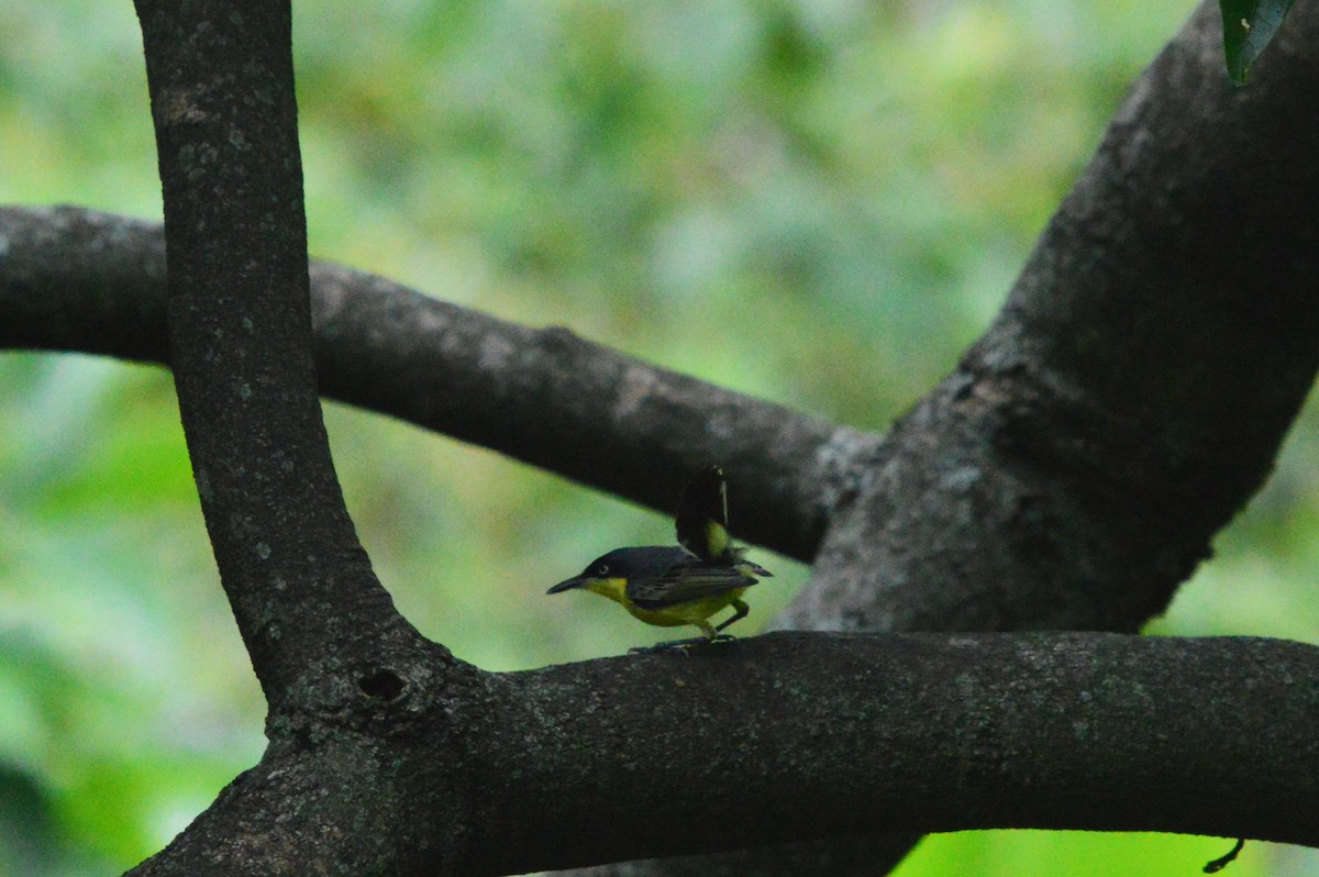 Common Tody-Flycatcher - ML638626827