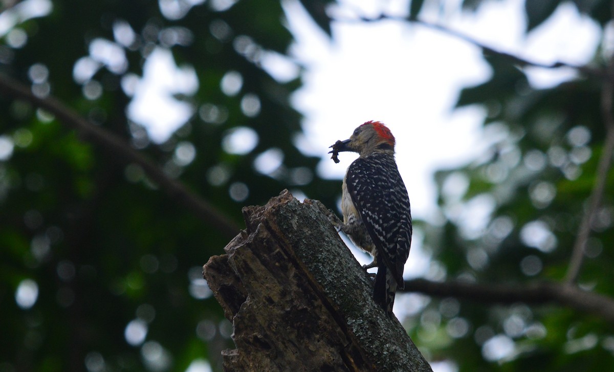 Red-crowned Woodpecker - ML638626836