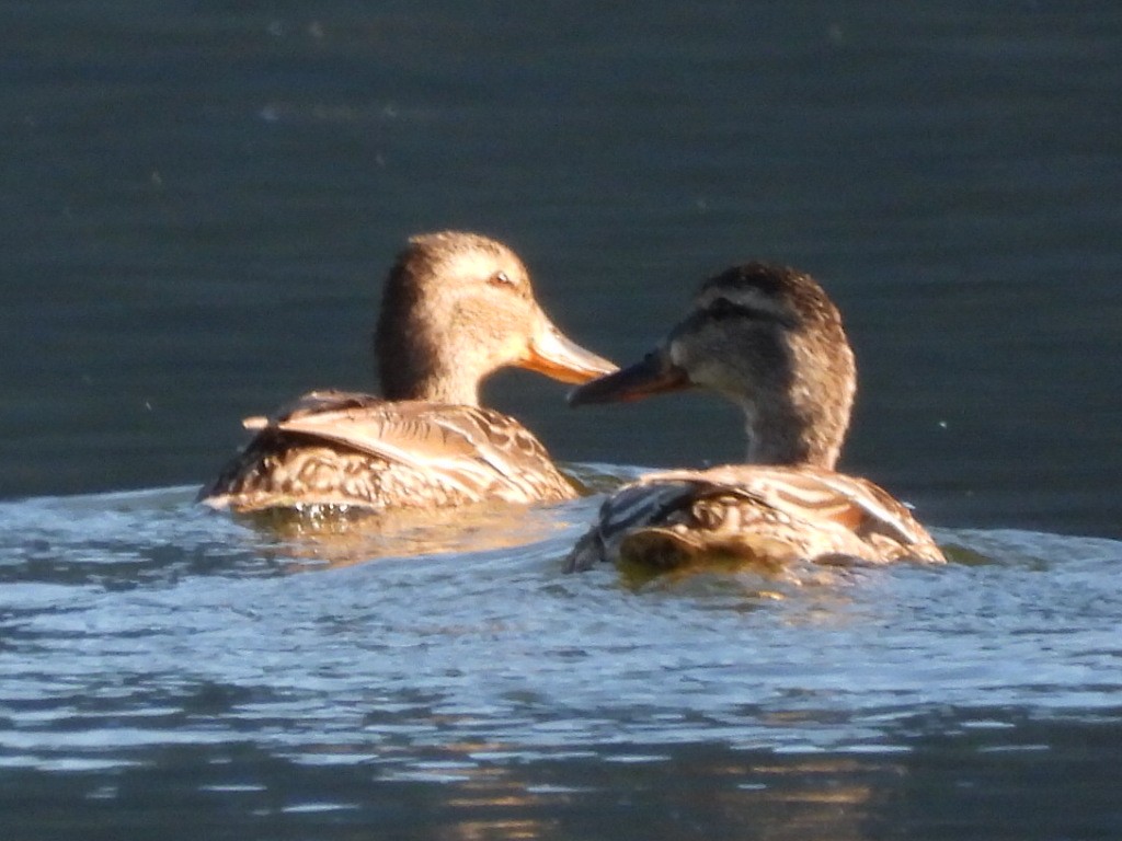 Northern Shoveler - ML638626869